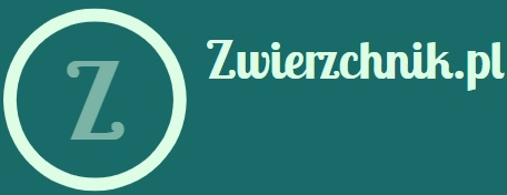 Zwierzchnik portal o produktach związanych ze sportem i treningiem